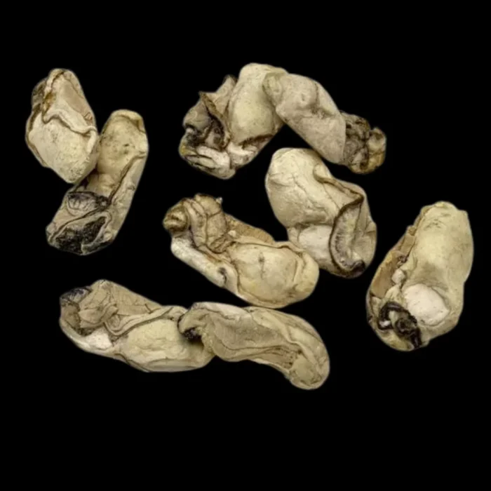 Oysters website image