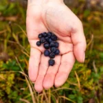 Wild Blueberries